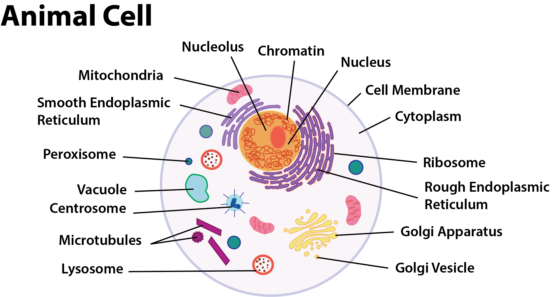 Animal Cell