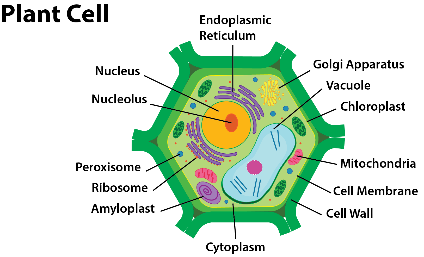 plant cell 