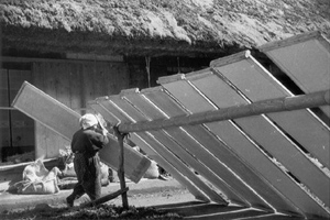 Black and white photo of a row of drying paper moulds set in a row, and tilted up toward the sun. A papermaker is seen walking past the drying screens with a screen in his hands.