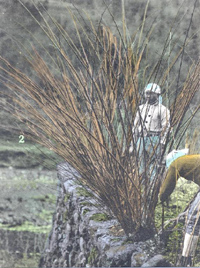 Original glass slide taken by Dard Hunter showing two papermakers harvesting plant fibers